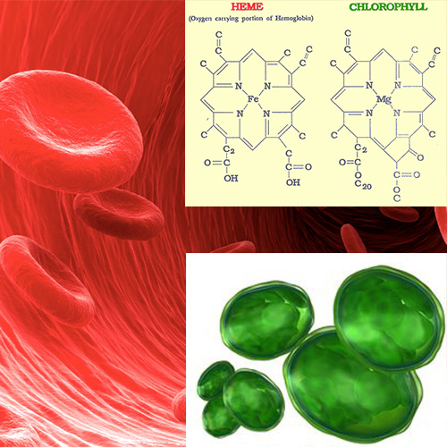 Chloroplast & Hemoglobin Similarities