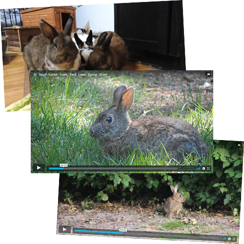 Durex Easter rabbit footage